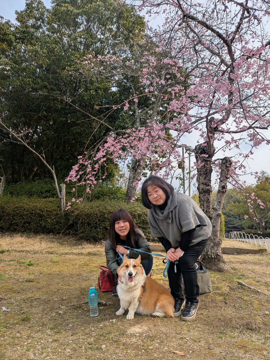 azuzuru's tweet photo. 2026年あずきお花見☆
3月末水間公園→水間寺お花見🥰
公園で桜見ながらのんびりおやつ休憩😚
水間寺に移動☆お寺内ではイベントが😳！つげさんとパチリ😊あずきはよそ見してますがイベントスタッフさんがこっちだよーってカメラマンしてくれました🤩スタッフさんありがと🤗楽しい時間過ごせました🥰 https://t.co/loiqthGWbo
