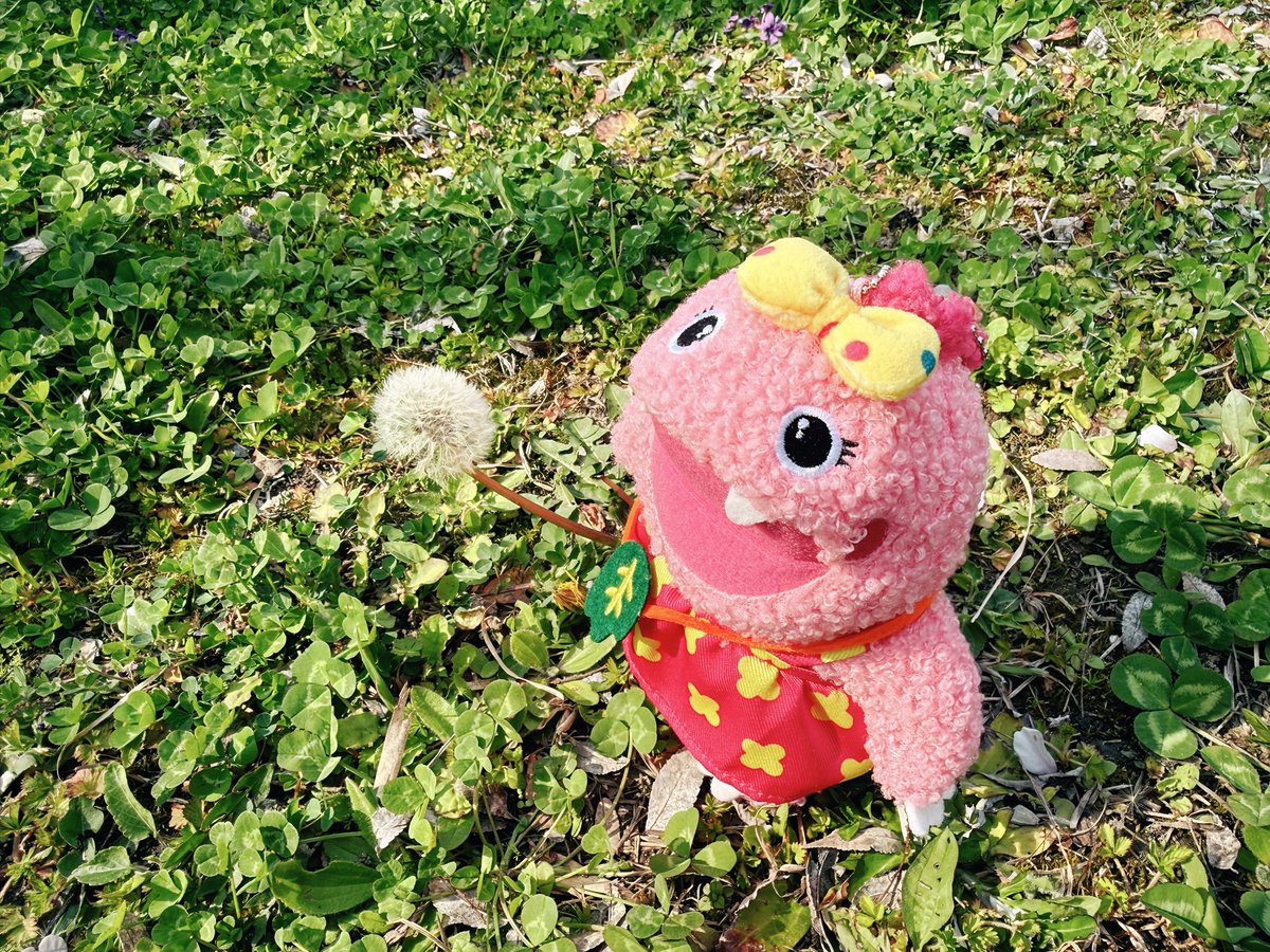 いけいけがんこちゃん tweet media