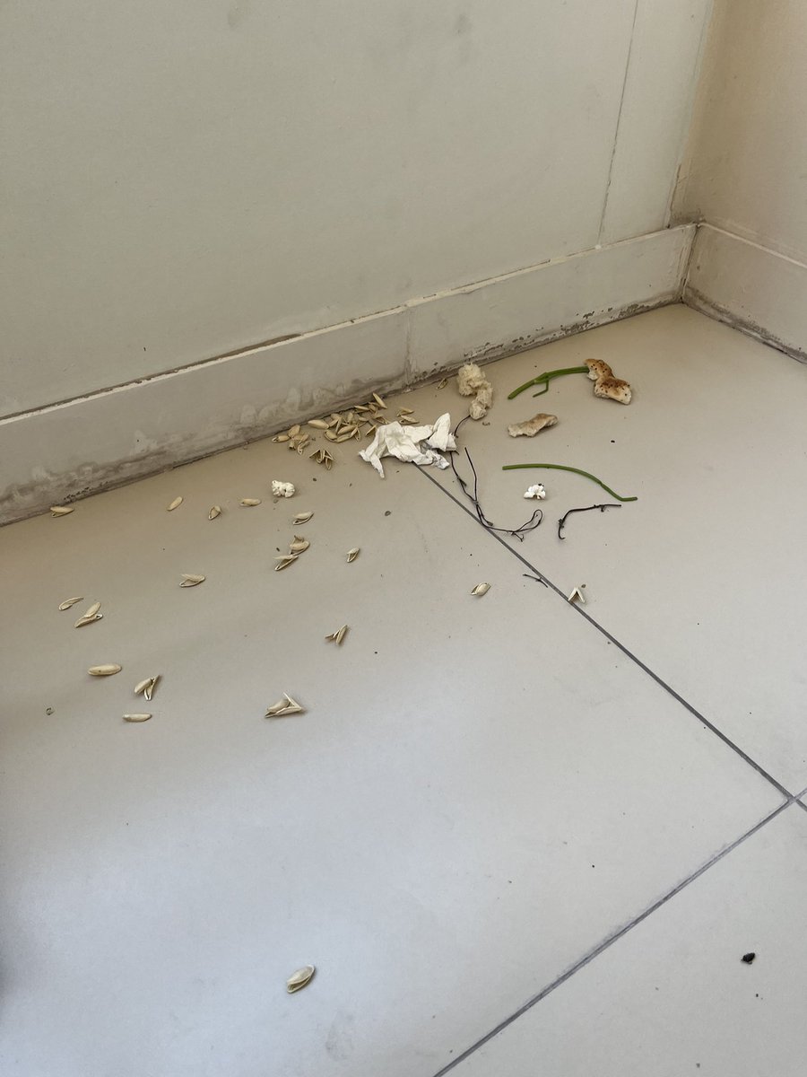 Melis ✨ tweet media