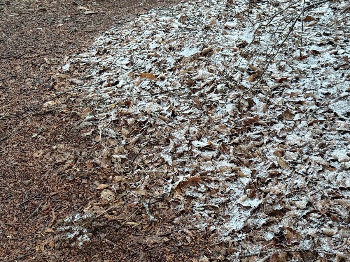 tawan_com's tweet photo. 数日前の長野県八ヶ岳野辺山高原は暖かな陽気に春を感じていたのに、あれ？雪が降ってきました…❄️ https://t.co/WWbVvoUam8