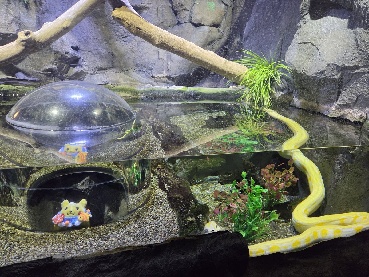 Furby_Snuggles's tweet photo. ⚡️ Pikachu visits Sea Life x Animal Crossing 🐟 
#Pokémon https://t.co/H7CkTfjrY4