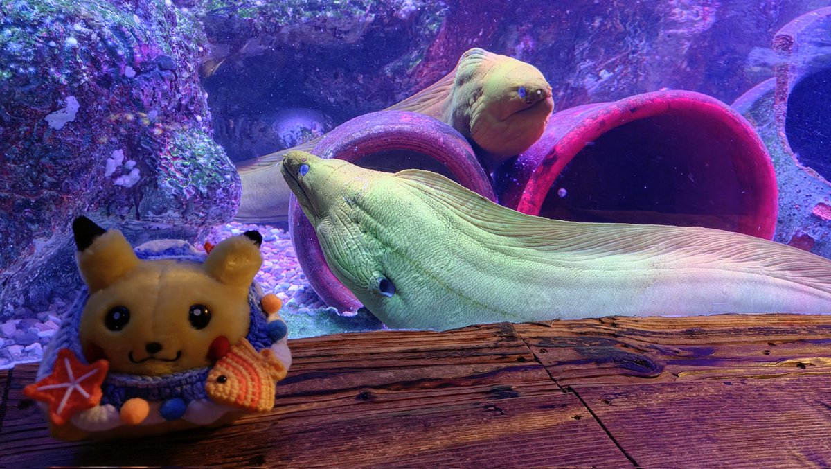 Furby_Snuggles's tweet photo. ⚡️ Pikachu visits Sea Life x Animal Crossing 🐟 
#Pokémon https://t.co/H7CkTfjrY4