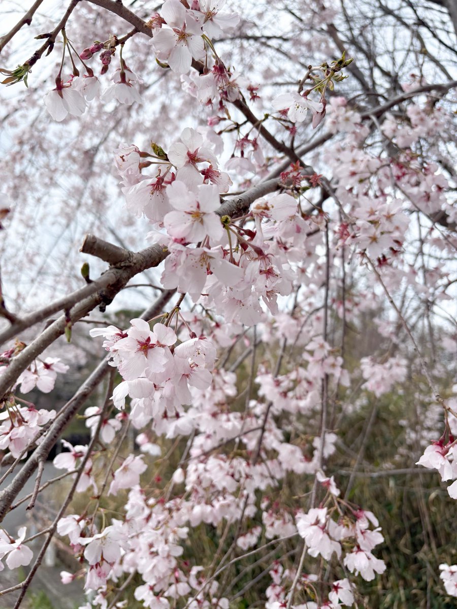 meme_itigo's tweet photo. 春🌸 https://t.co/LD83laOKGs