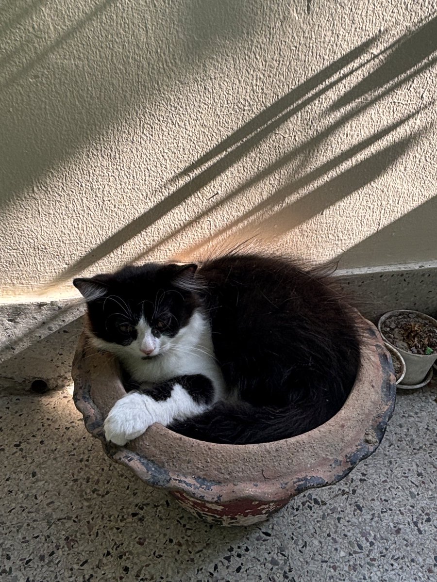 auralia ౨ৎ tweet media