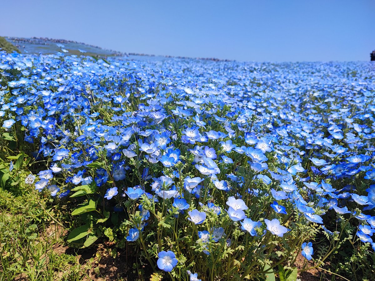 ネモフィラといえば、ひたち海浜公園だよね(^o^)(^o^)
他はねぇ・・・ww