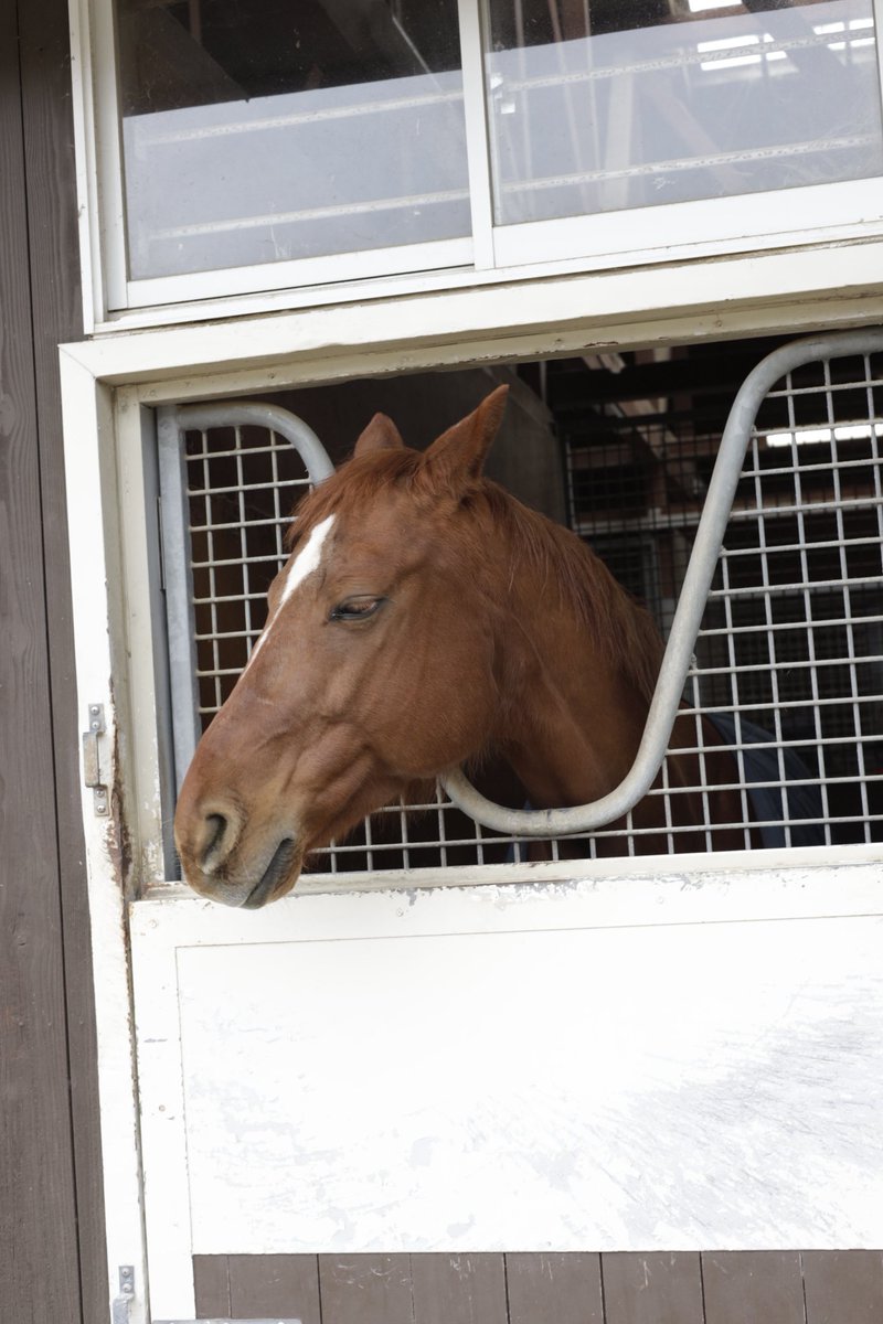 ushiropotun_223's tweet image. ノーザンホースパークのお馬さんたち④

#ノーザンホースパーク
#CanonEOSR