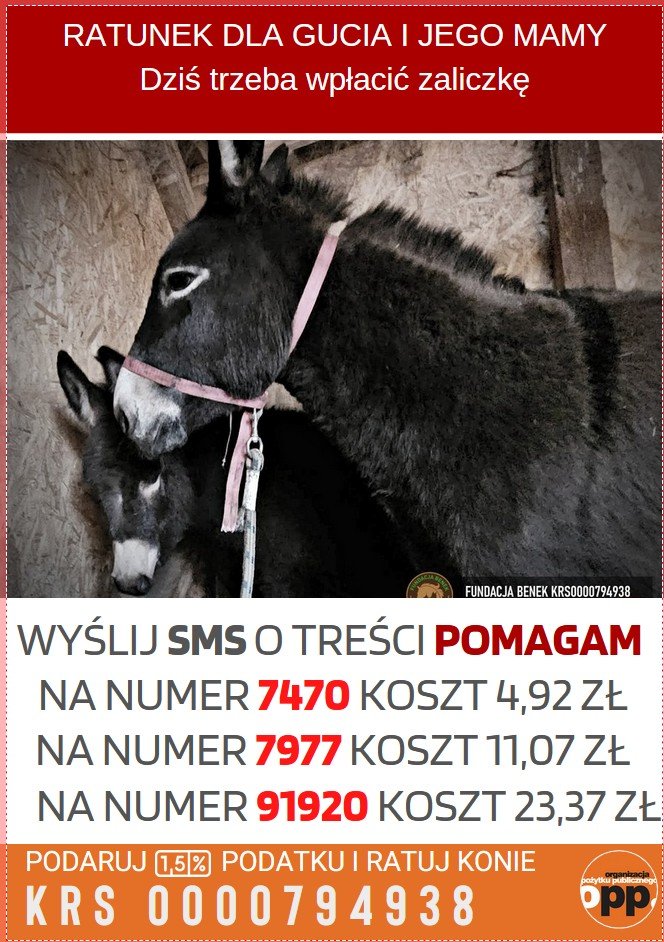 Adam🐎 tweet media