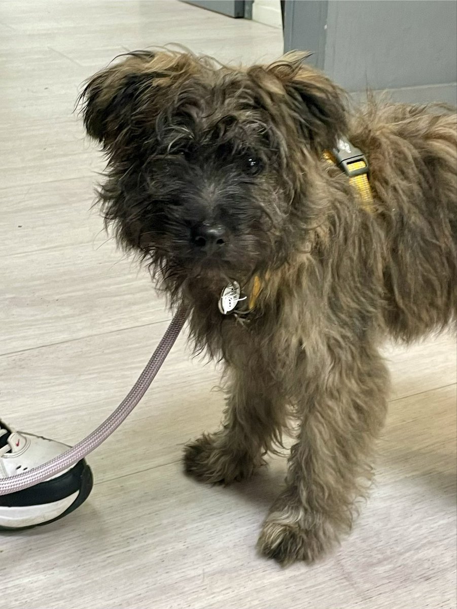 Arthur and Angel Archie🌈 the Pyrenean Sheepdogs tweet media