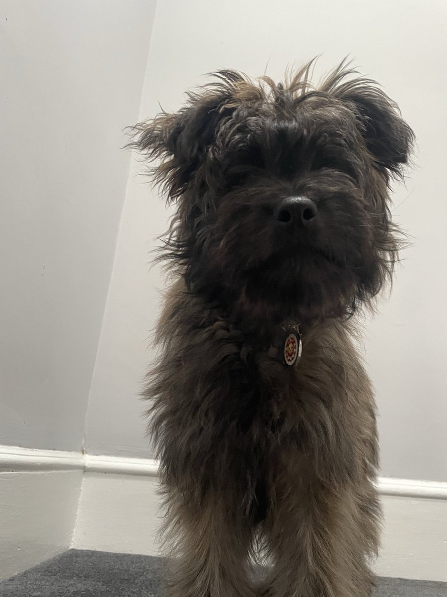 Arthur and Angel Archie🌈 the Pyrenean Sheepdogs tweet media