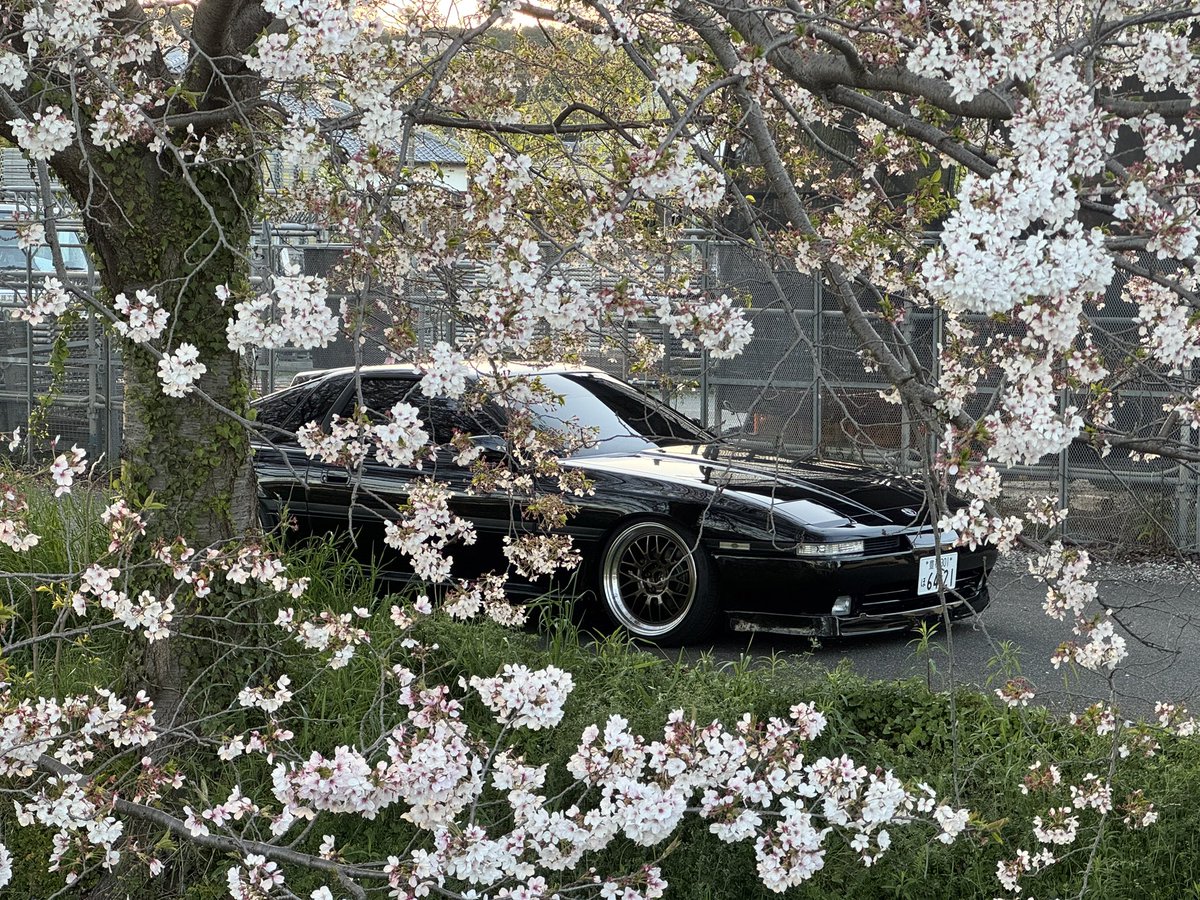 hrzg70's tweet photo. 桜滑り込みセーフ？ https://t.co/jA9n7qHnY6