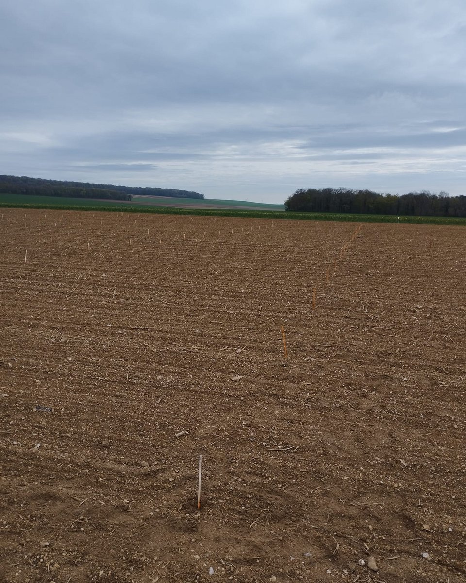 ITBetterave's tweet image. Piquetage d'un essai herbicide en vue d'un T1 cette semaine 🌱

#betterave #herbicide