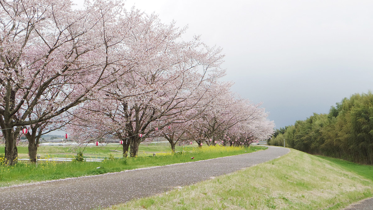 「外出がてら寄り道して #常陸大宮市 辰ノ口親水公園の桜を見てきました 土手沿いに」|貴房のイラスト
