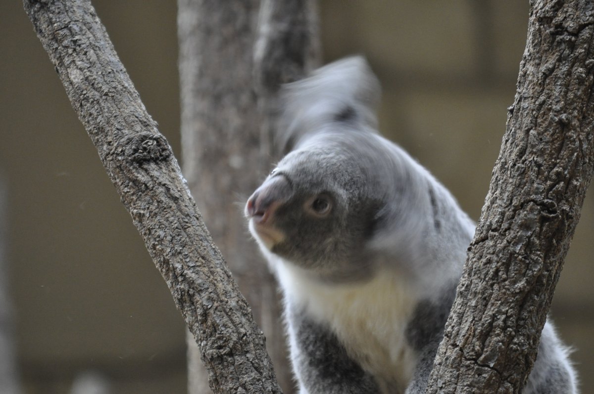 おぐらとーすと. tweet media