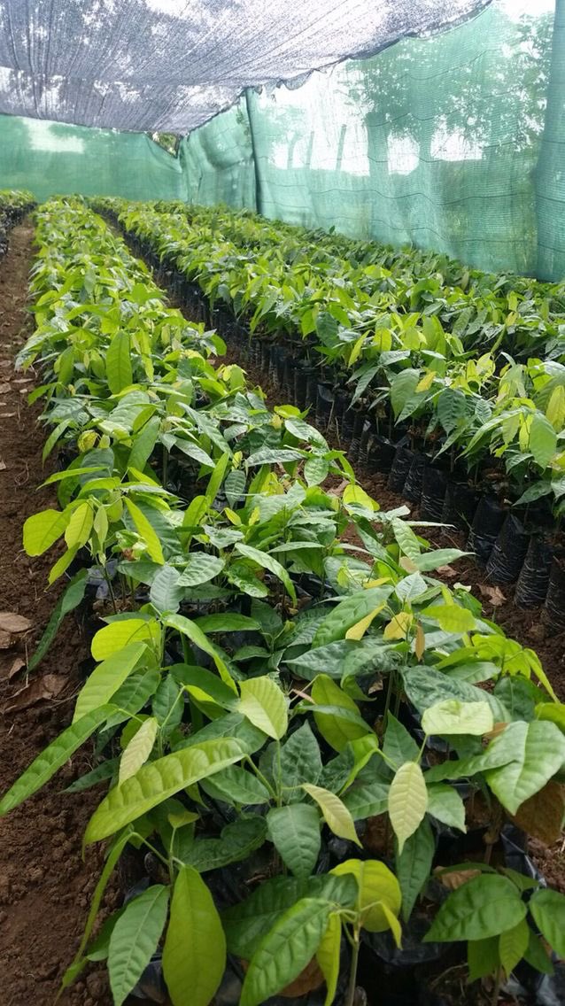 muganzi secure sectrine tweet media