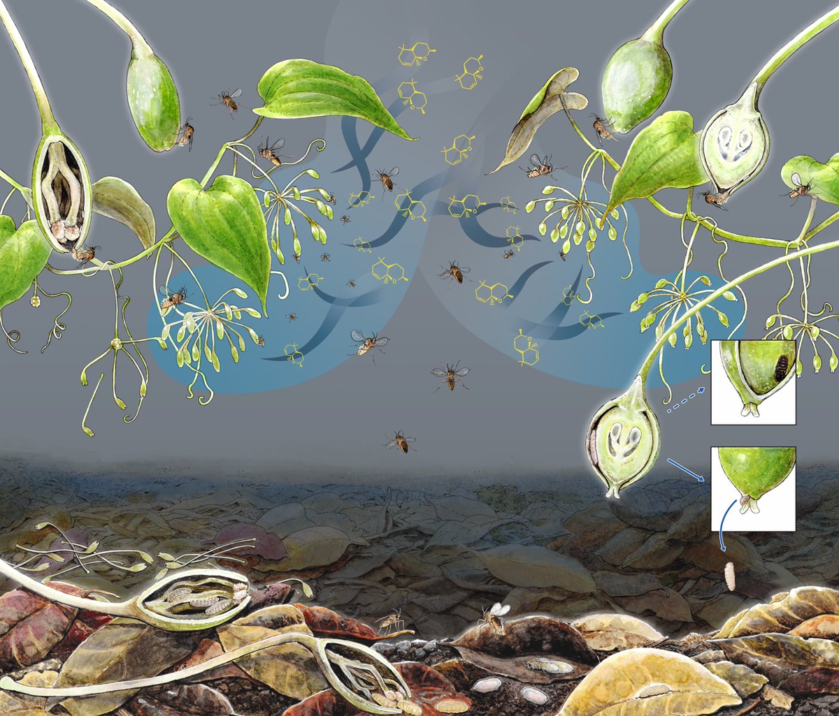 末次 健司 tweet media