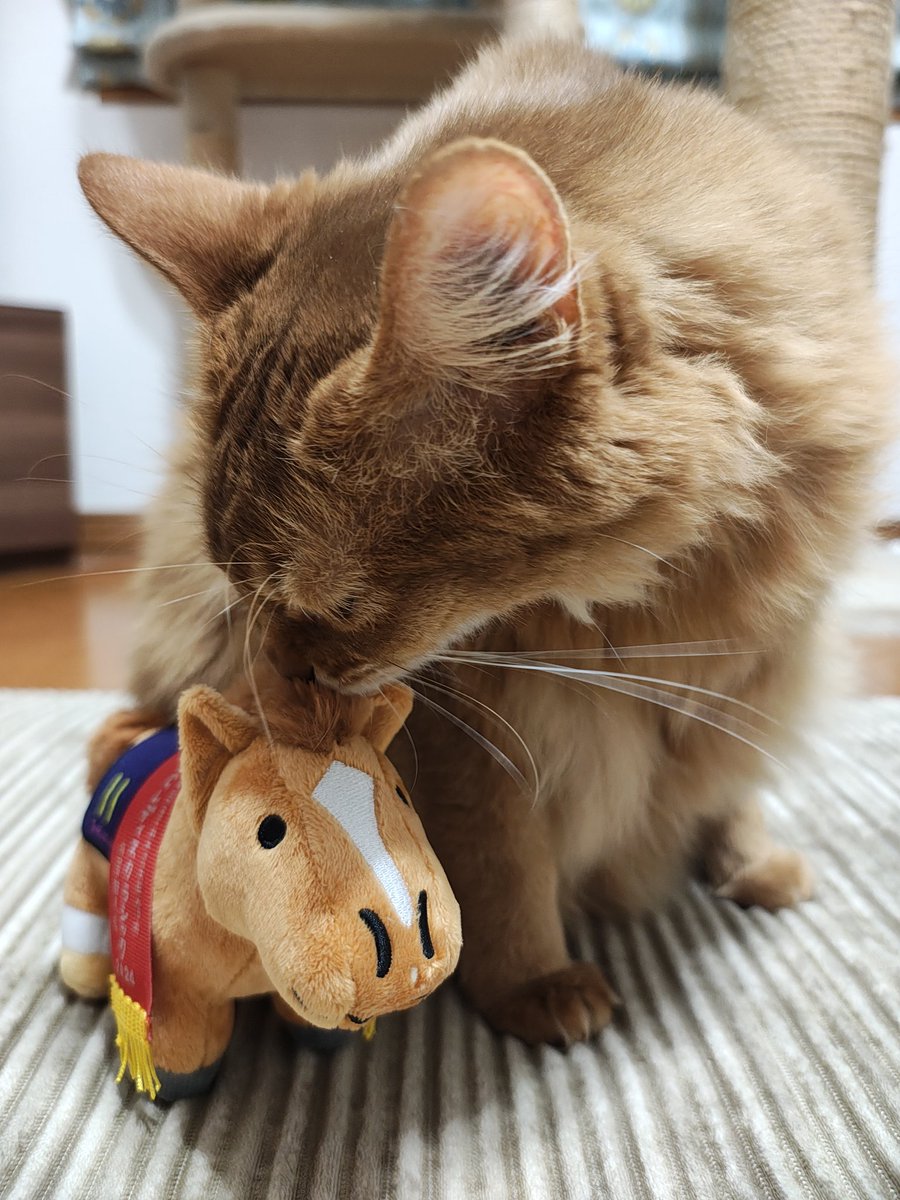 🐴kaNara🐴 tweet media