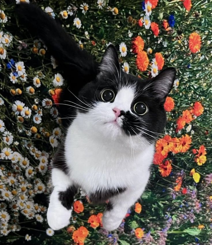 LuciaTassan's tweet image. Happy new week, #catlovers😻

#CatsOnX
#CatsOnTwitter
#Cats

Cute photography 
courtesy facebook.com