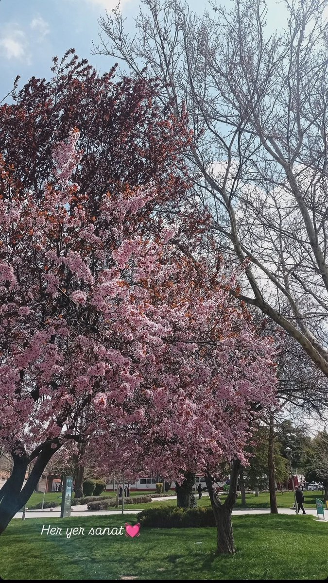 Her yer sanat...🌸👏🦜

#sanat #şiir #huzur #ilkbahar