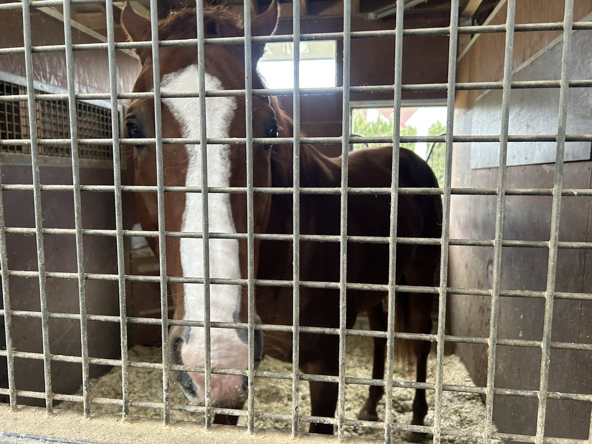 ウサマック tweet media