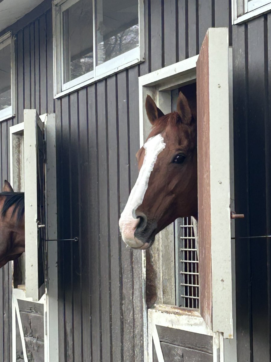 ウサマック tweet media