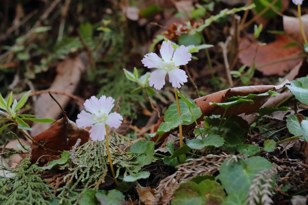 烏冬麺 tweet media