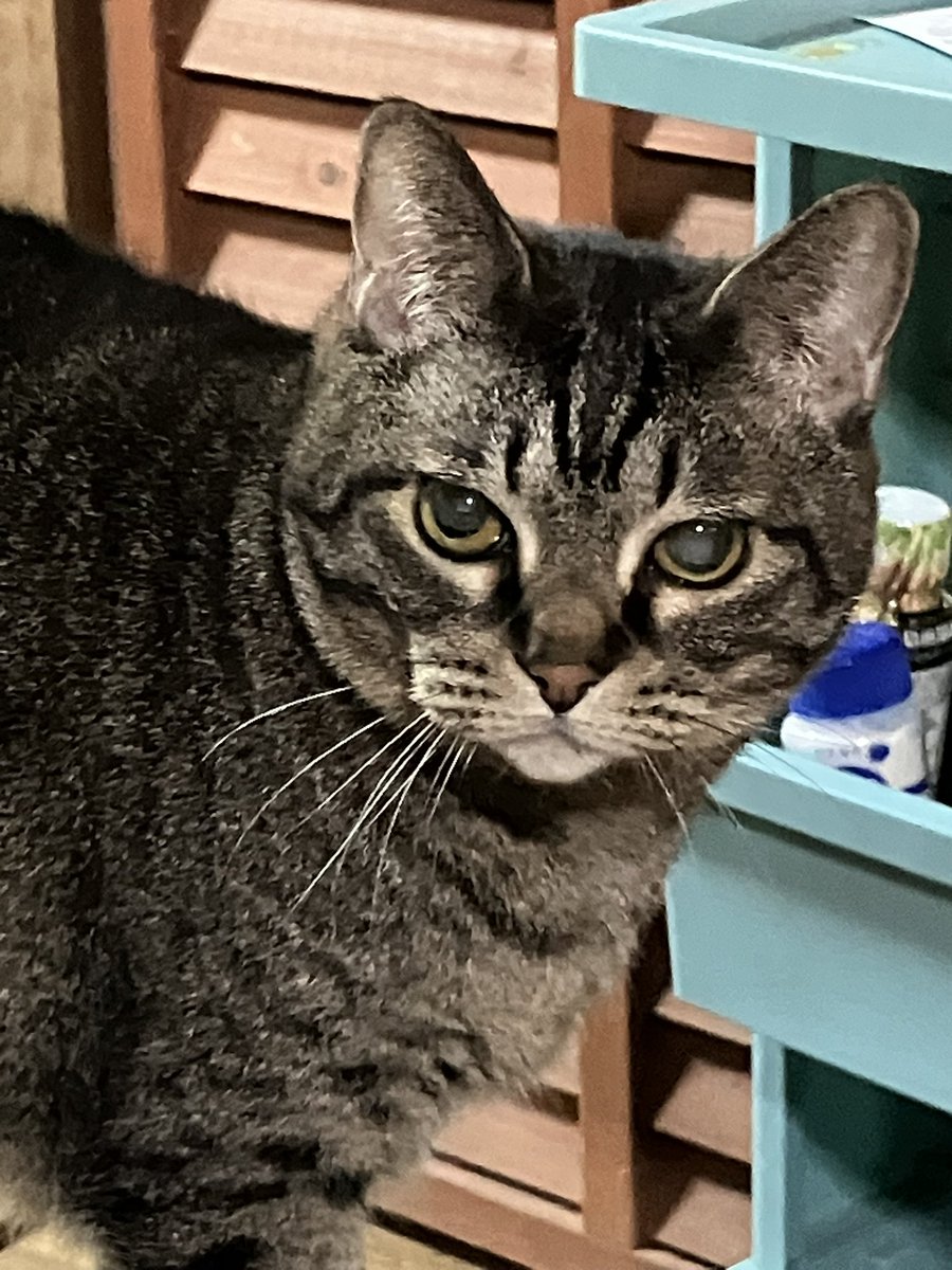 小さな夜の食堂(ライブ食堂)かつおの遊び場 tweet media