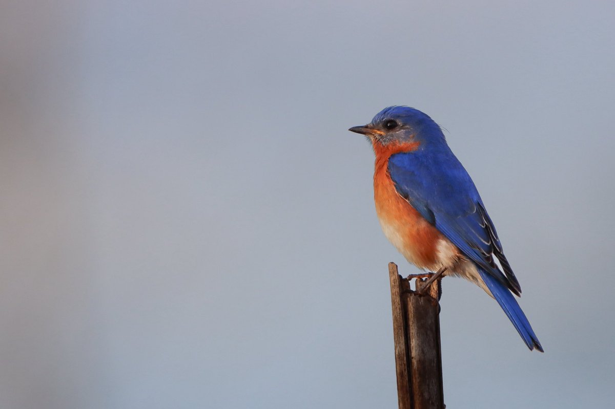 lucylenora1's tweet image. So nice to see the Eastern Bluebirds returning. Have a good Tuesday all. #birds #birding #birdphotography #BirdsOfTwitter