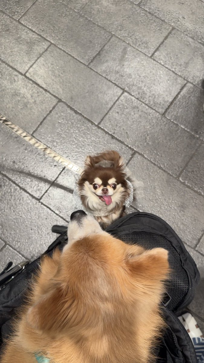 —w/nurse ✿‧⁺◟ tweet media