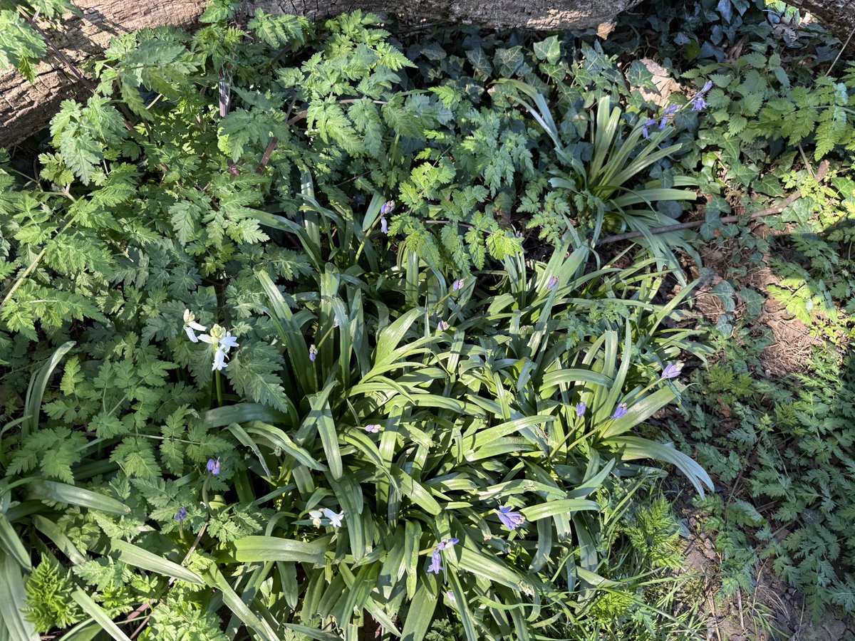 Ann Brooks 💙 tweet media