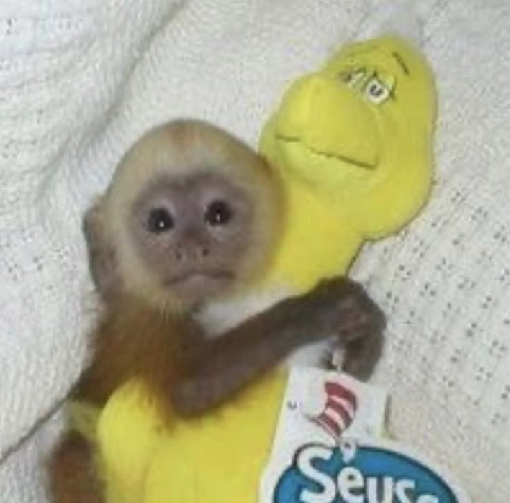 Out Of Context Monkeys tweet media