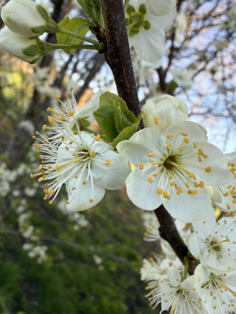 India Express tweet media