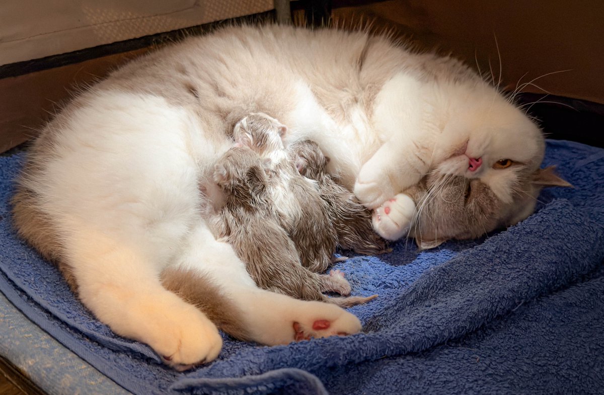 Jan Krčál tweet media