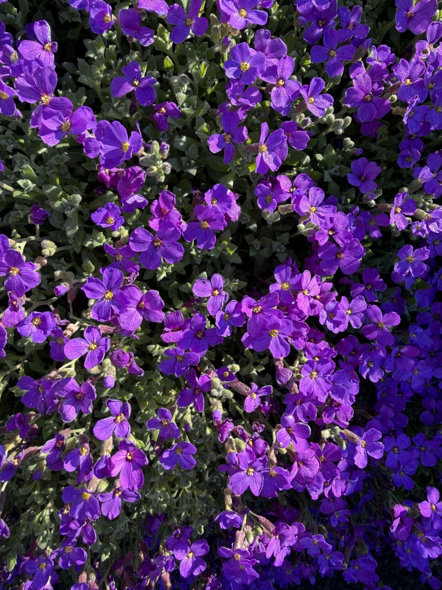 India Express tweet media