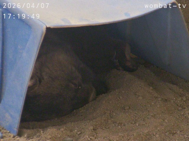 おとうふ tweet media