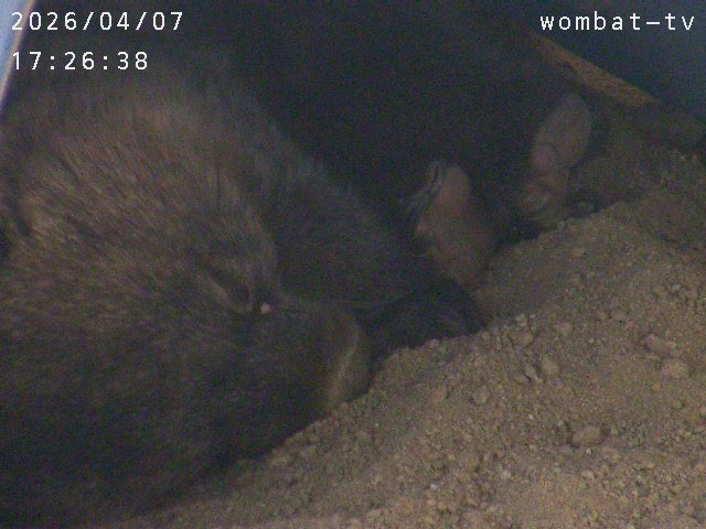 おとうふ tweet media