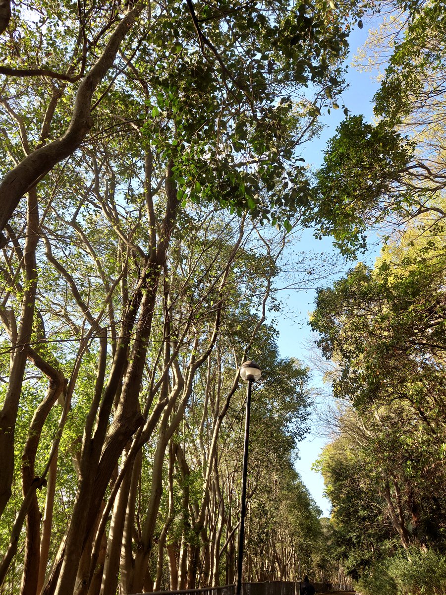 yyinonono's tweet photo. 大好きな散歩道。ほぼ毎日犬を連れて歩いてる。新緑が眩しくて癒やされる。
#植物 https://t.co/p47JztH0zb