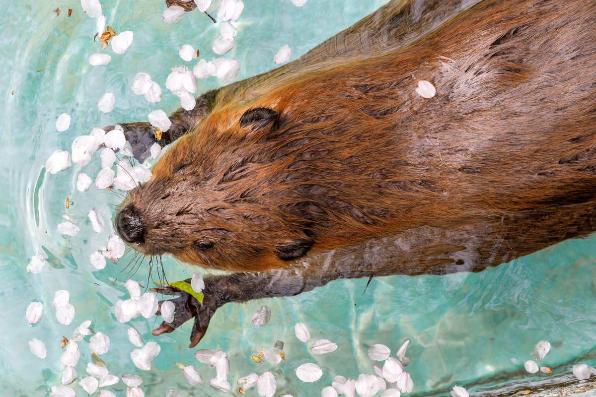 空白寺 tweet media