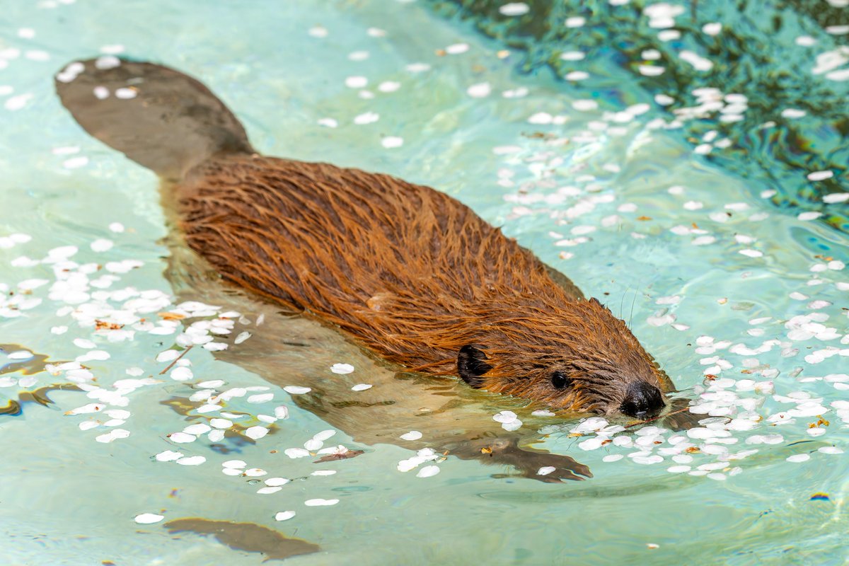 空白寺 tweet media