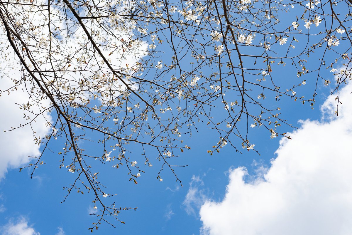charr_mayo's tweet photo. 今年の桜はかなり持ってる。見上げるとヤマザクラが雲の隙間に咲いているのが見えた。 https://t.co/QD1V5LP1Hj