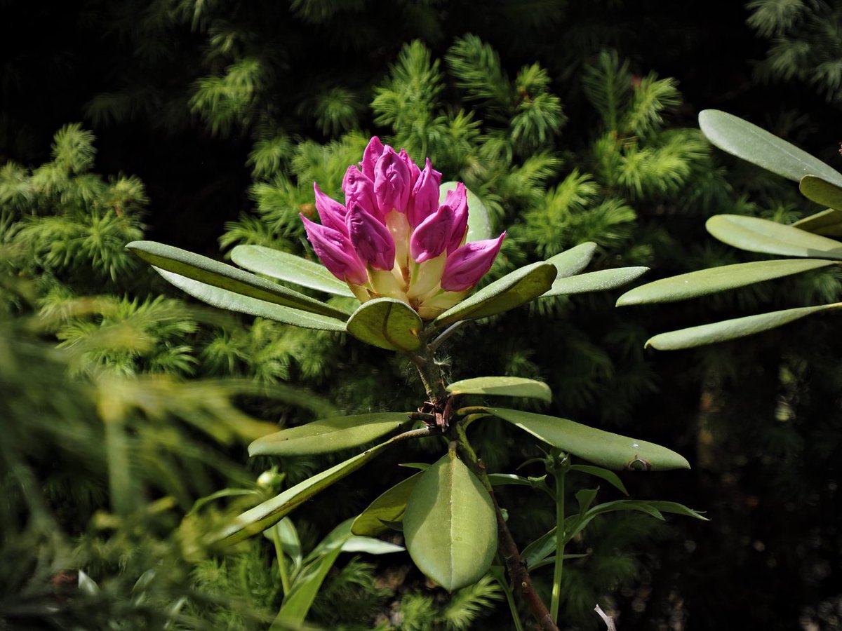 PEKHTography's tweet image. Damp soil under nails. 
I waited. A thousand mornings. This bush just stands. 
Its “almost” is heavier than my “later.” 
Bell swayed. Didn’t open. 
Just reminded: patience is pride with good posture. 🌧️🤞🌺 
#SlowLiving #GardenPorn #AlmostThere #Anticipation