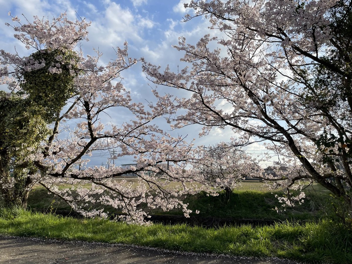 とら次郎@いのりまち町民🐺🐾💙 tweet media