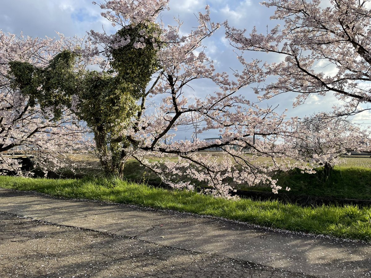 とら次郎@いのりまち町民🐺🐾💙 tweet media