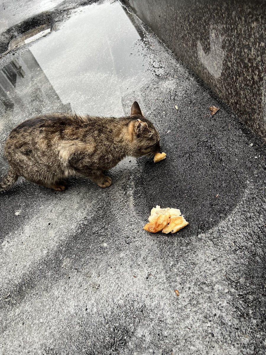 Сумайя tweet media