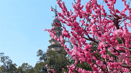 Still blooming after 400 years! Ancient Ming Dynasty (1368-1644) lilacs are turning Lingyan Temple into a scented wonderland. 

With pink begonias against red walls, it's the ultimate, timeless spring aesthetic.