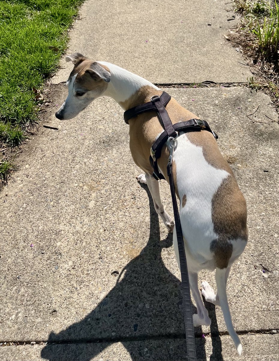 CoraTheWhippet's tweet image. “The beautiful spring came, and when nature resumes her loveliness, the human soul is apt to revive also.” 
– Harriet Ann Jacobs
#Spring