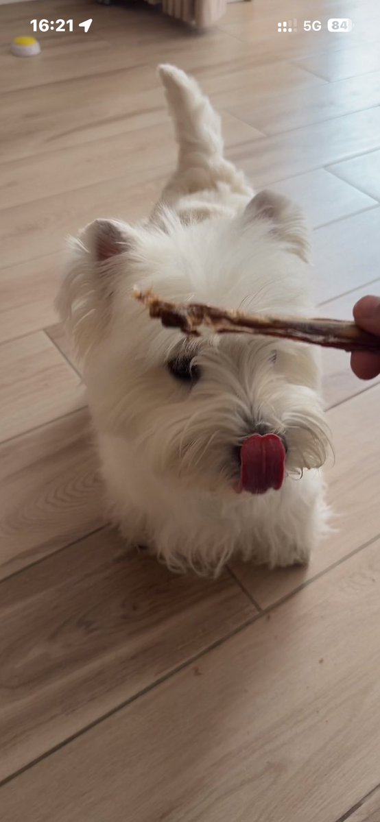 🐏🐟 tweet media