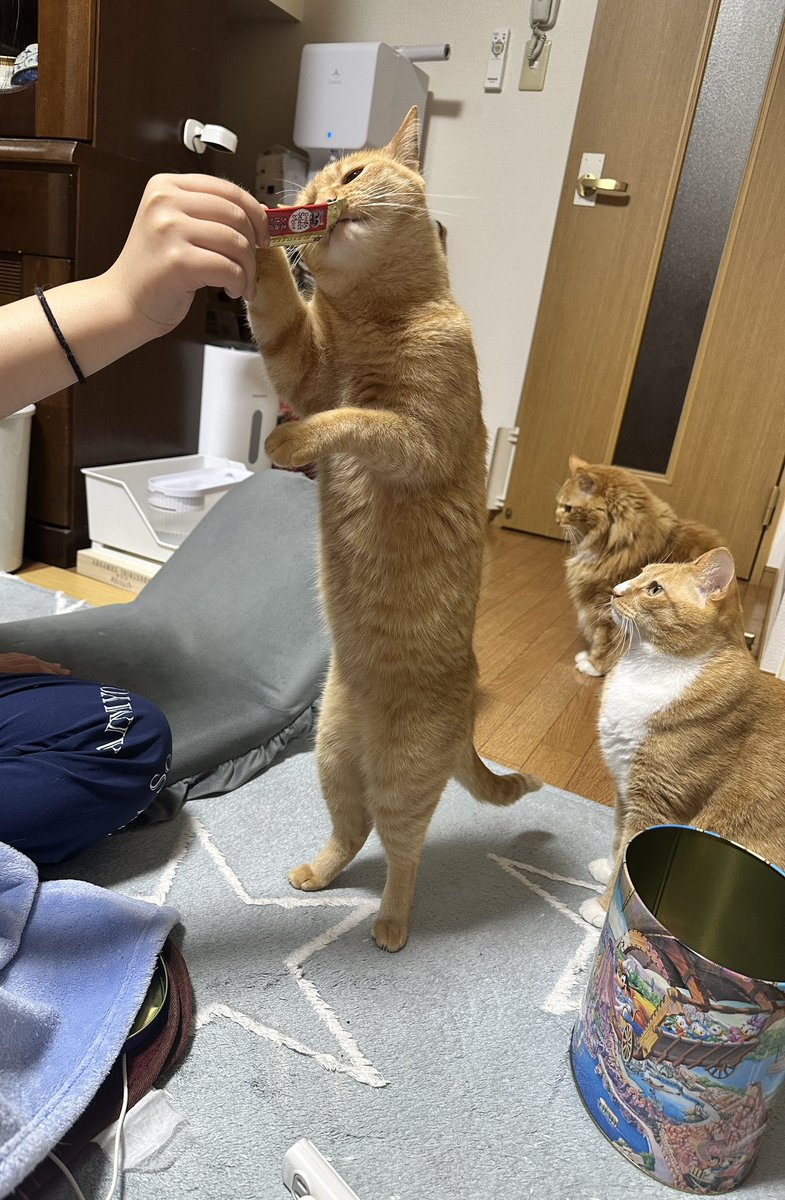 今夜は立食いでした🐱