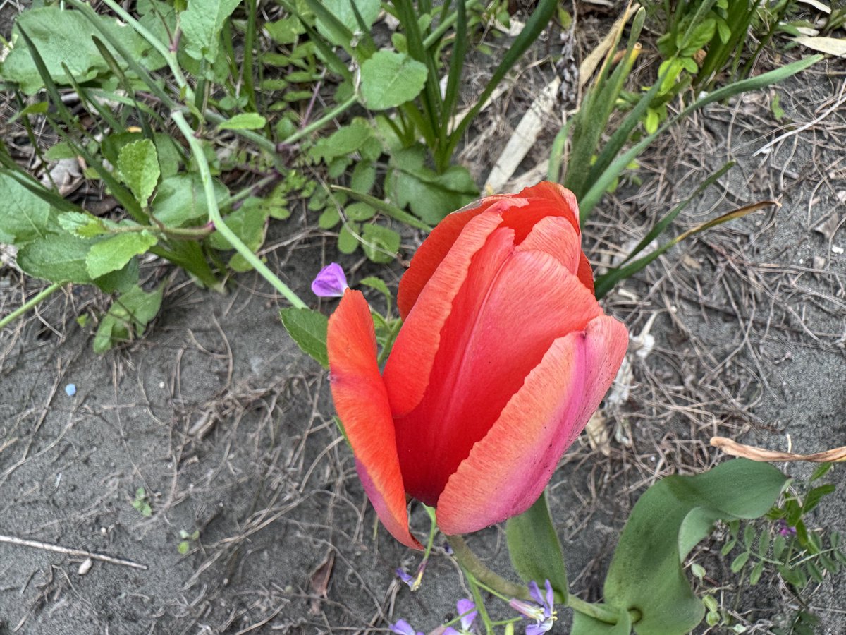 kazu@Certified Public Accountant🇯🇵🇦🇺🇬🇧 tweet media