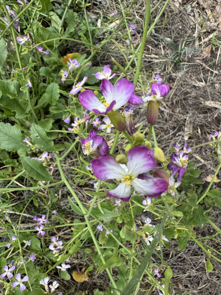 kazu@Certified Public Accountant🇯🇵🇦🇺🇬🇧 tweet media