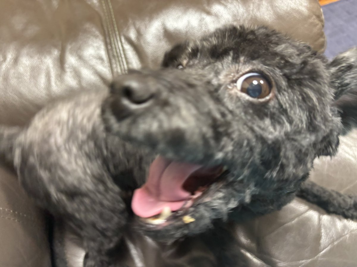 えぞ@ポケモンマスター tweet media